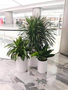 探寻鄞州绿化修剪优质之选，给你满意答案